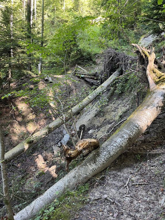 vor der Instandstellung des Wanderweges und Holzsteg